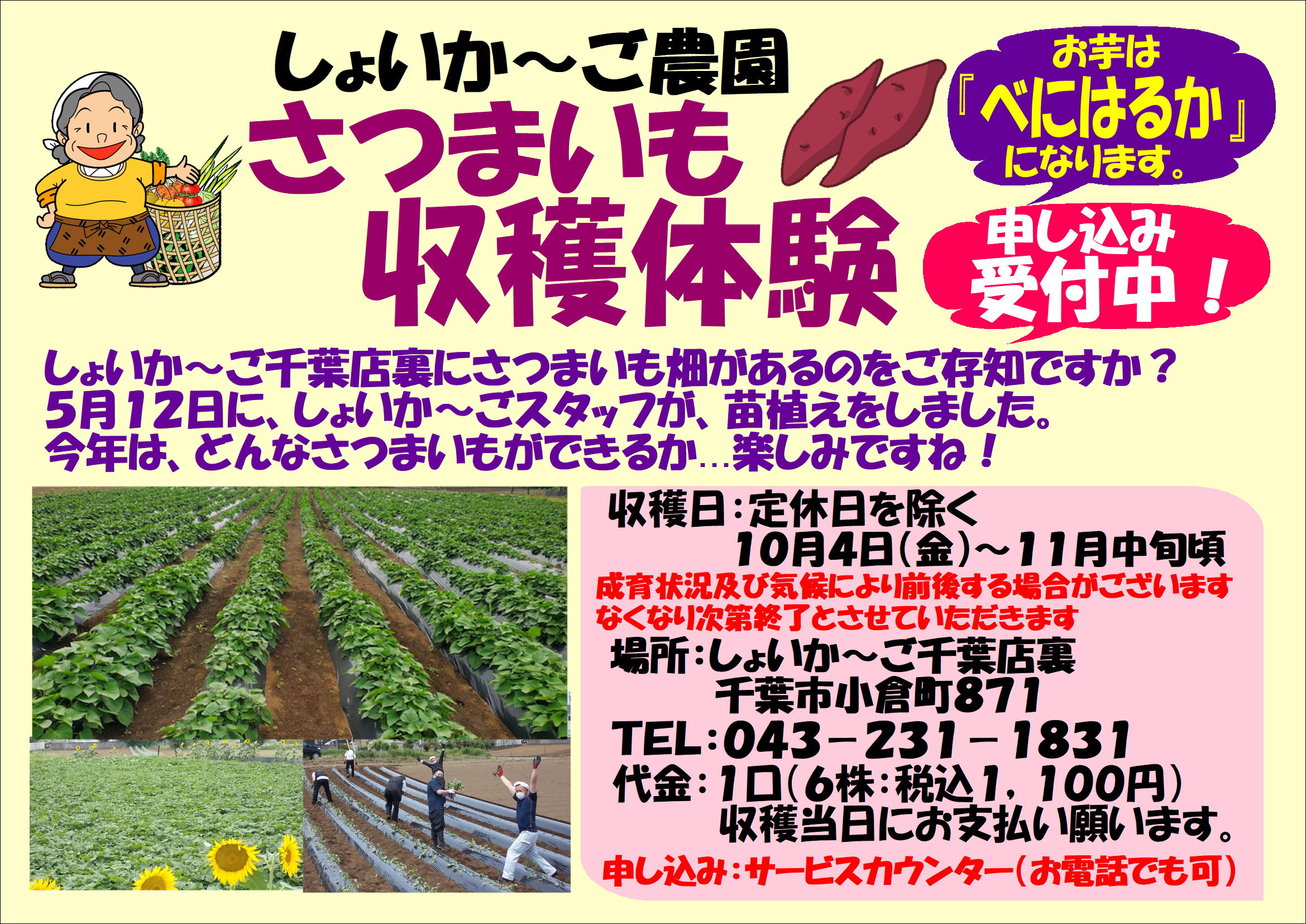 いのちを守る農場から 送料無料 さつま芋収穫体験のお知らせ｜新着・イベント情報 | JA千葉